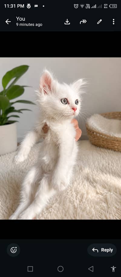 Male and female kitten for sale,03086156636