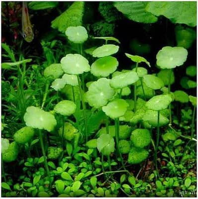 Pennywort plant, Aquatic Plant , Fish available