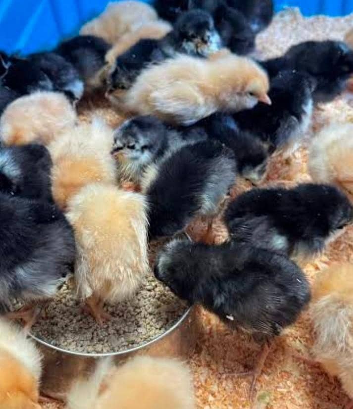 buff chicks 0