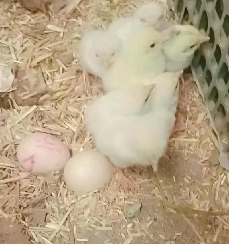 Mashallah pure Heera aseel chiks and egg for sale — photo 3