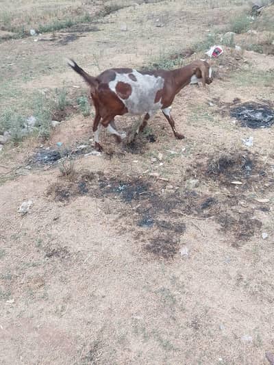 beautiful goat for sale صرف شوقین افراد کے لیے