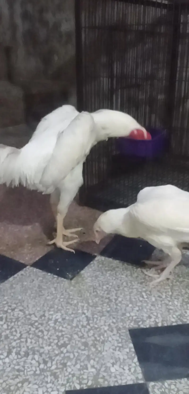 aseel oh shamo white bredar male 29k xcang parot beak chick 3017104771 — photo 2