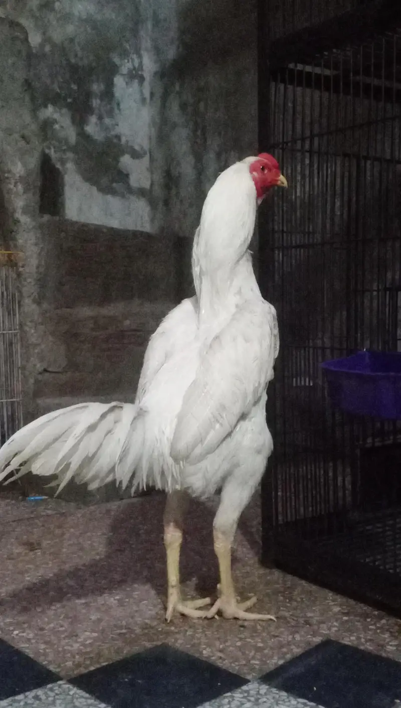 aseel oh shamo white bredar male 29k xcang parot beak chick 3017104771 — photo 4