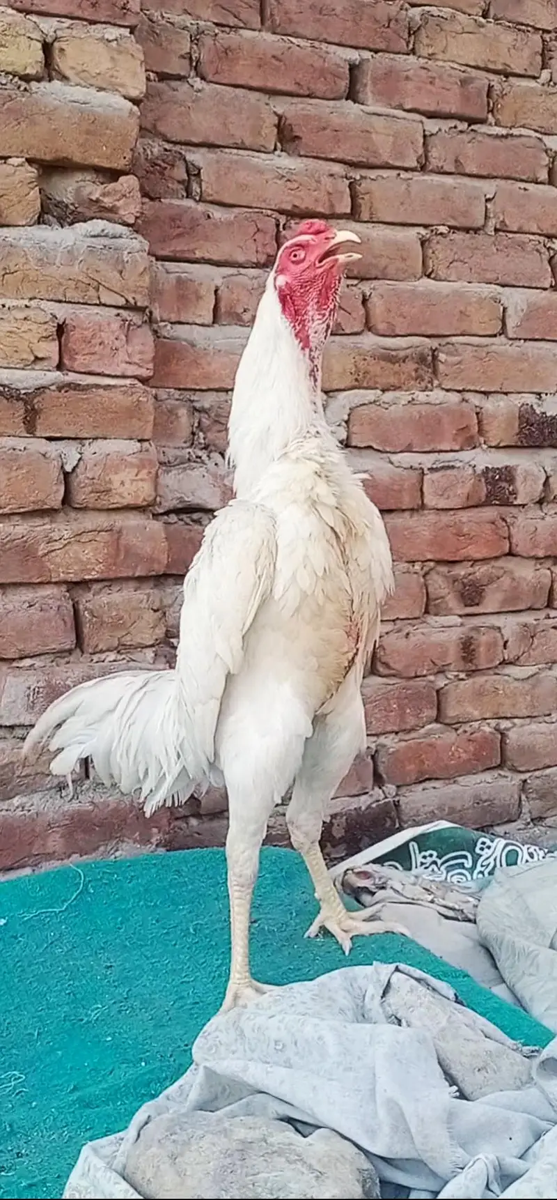 aseel oh shamo white bredar male 29k xcang parot beak chick 3017104771 — photo 5
