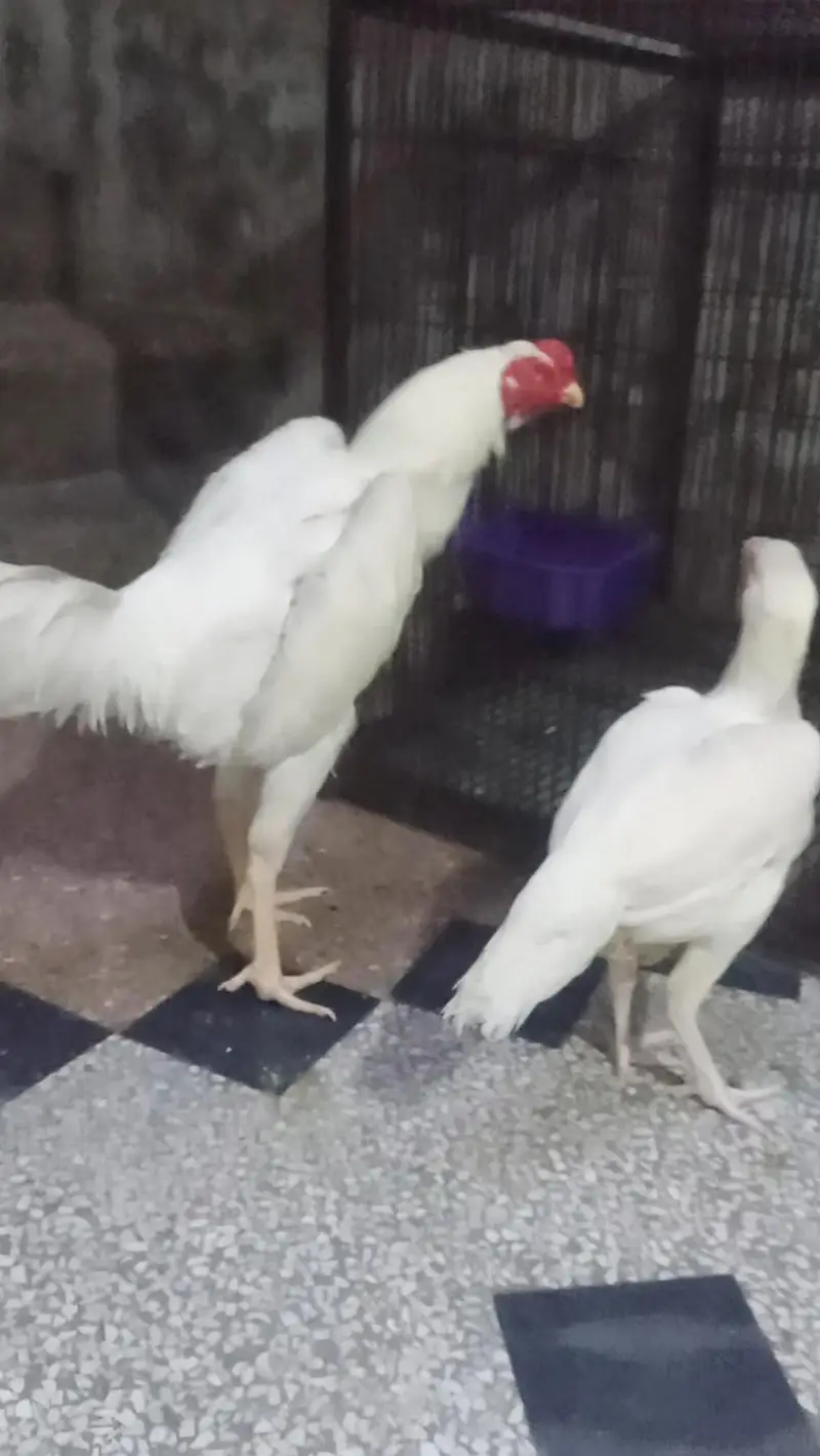 aseel oh shamo white bredar male 29k xcang parot beak chick 3017104771 — photo 6