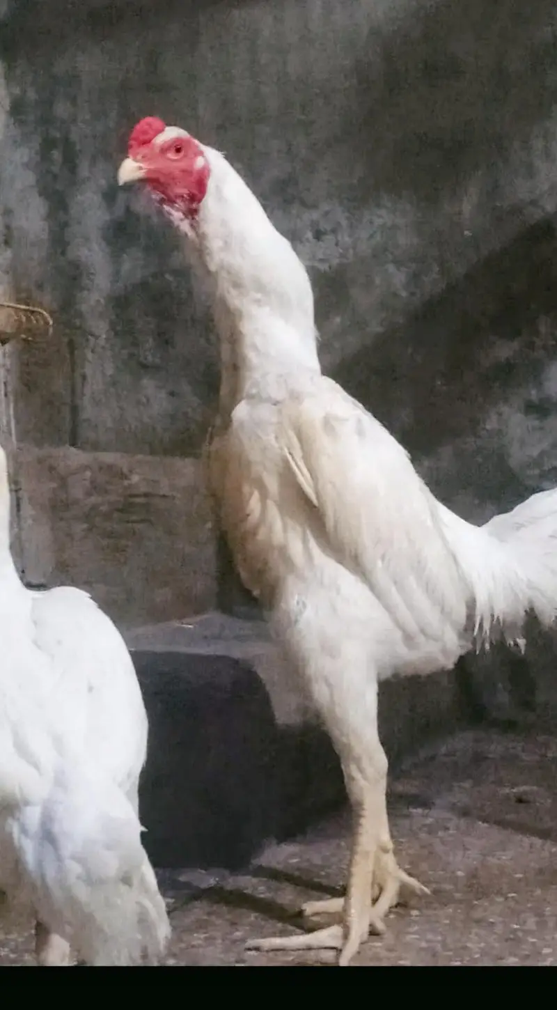 aseel oh shamo white bredar male 29k xcang parot beak chick 3017104771 — photo 7