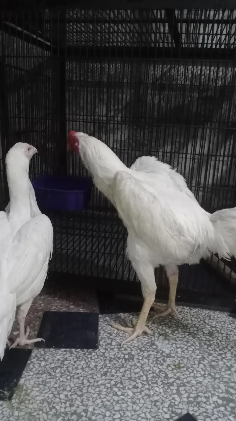 aseel oh shamo white bredar male 29k xcang parot beak chick 3017104771 — photo 8