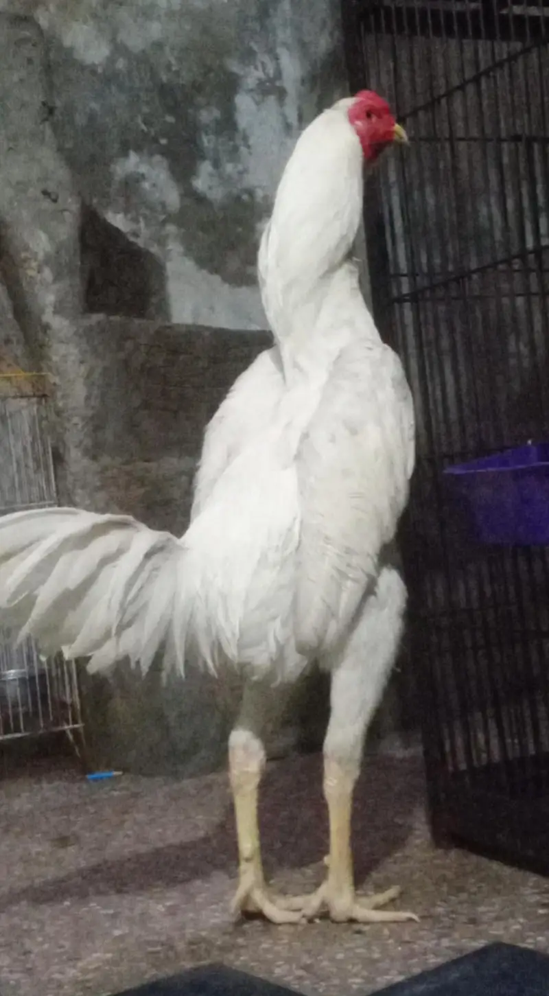 aseel oh shamo white bredar male 29k xcang parot beak chick 3017104771 — photo 9