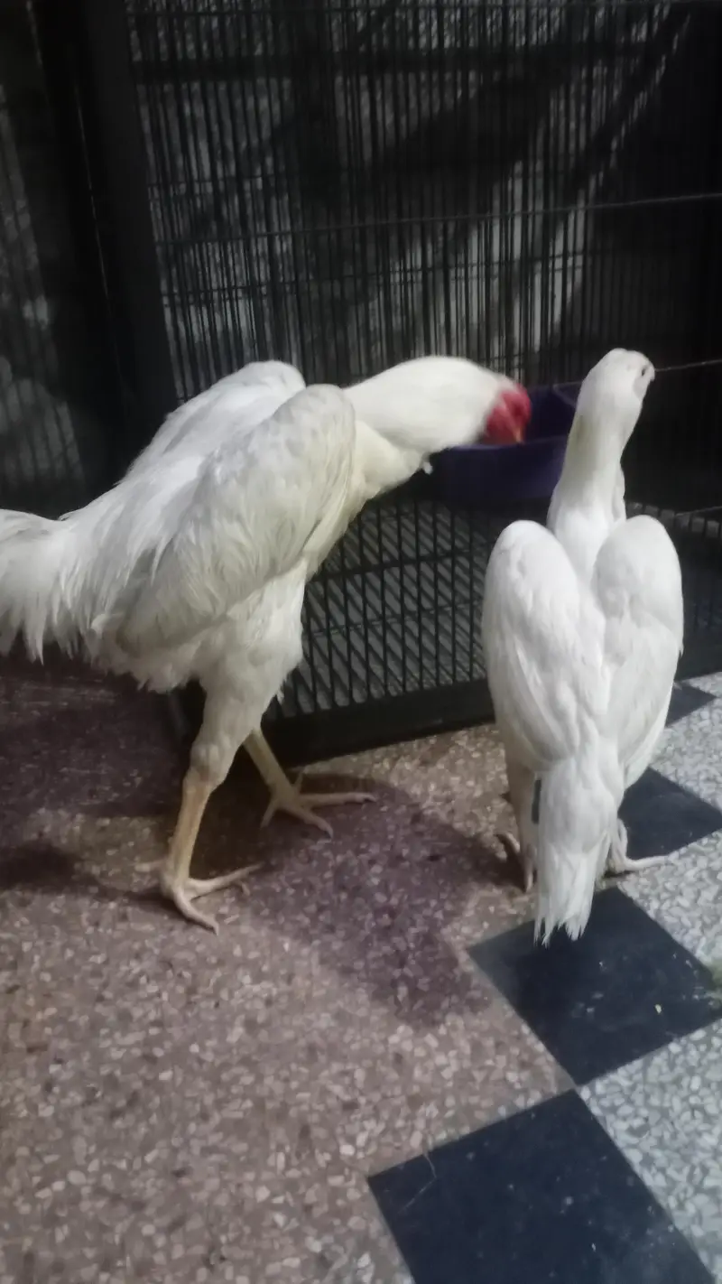 aseel oh shamo white bredar male 29k xcang parot beak chick 3017104771 — photo 10