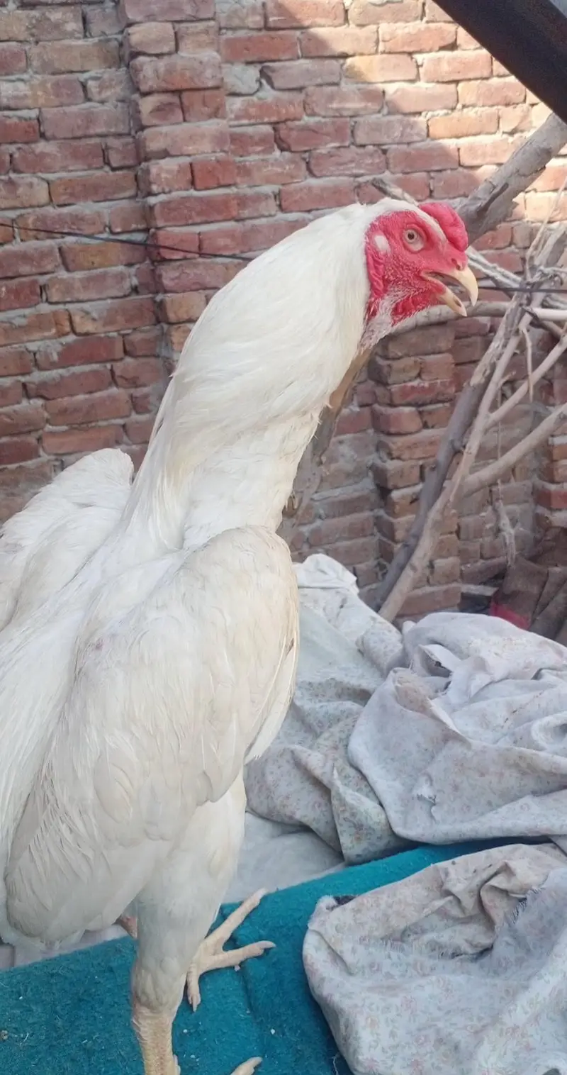 aseel oh shamo white bredar male 29k xcang parot beak chick 3017104771 — photo 11
