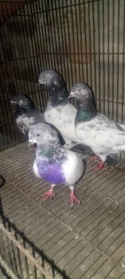 Kabotar for sale