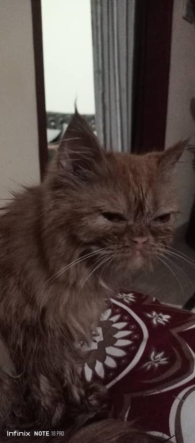 Persian  cat