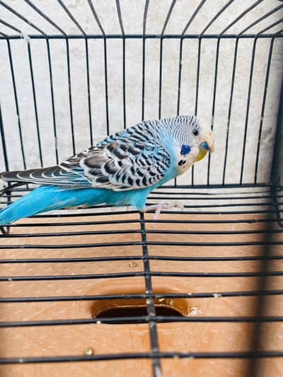 Big exhibition under size budgies