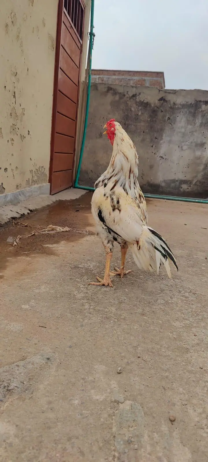 white cheena patha