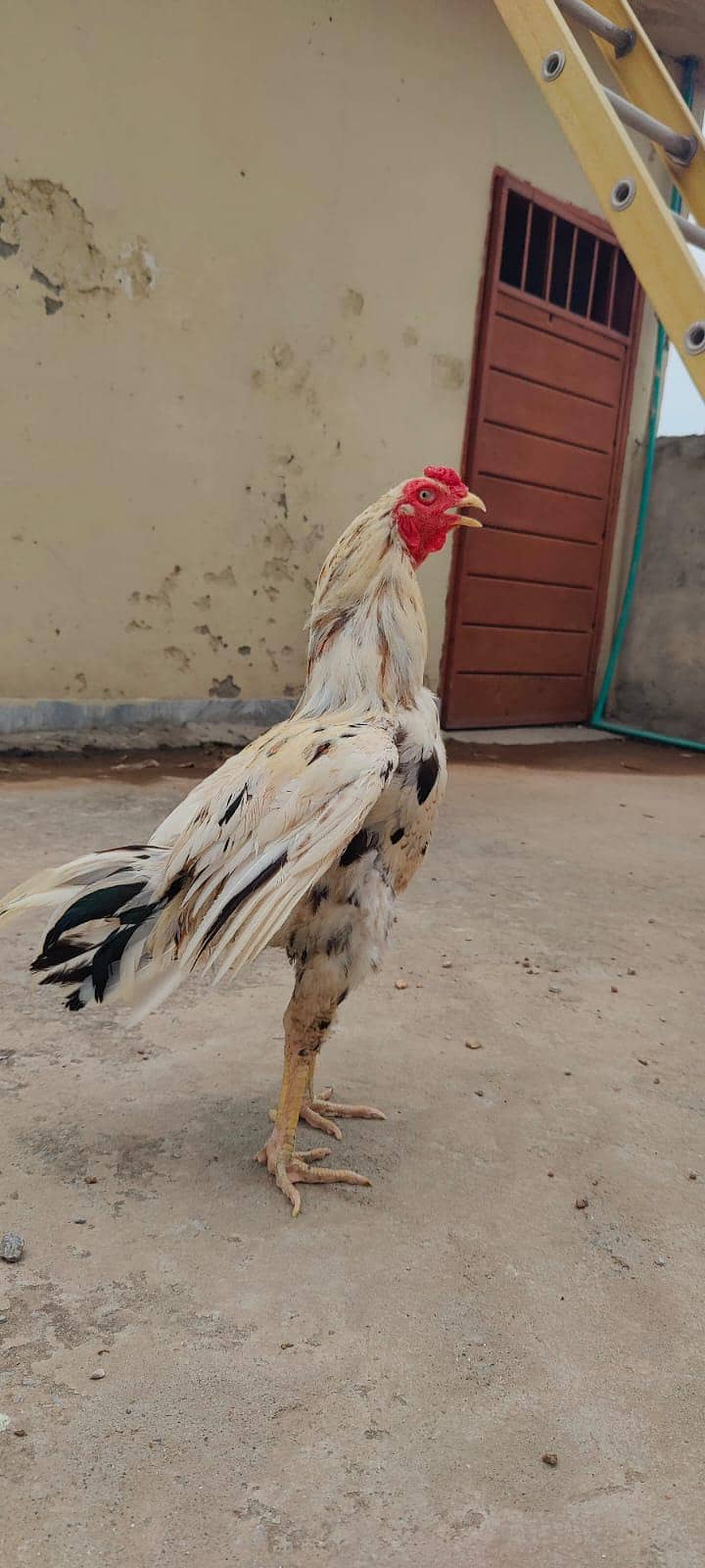 white cheena patha 1