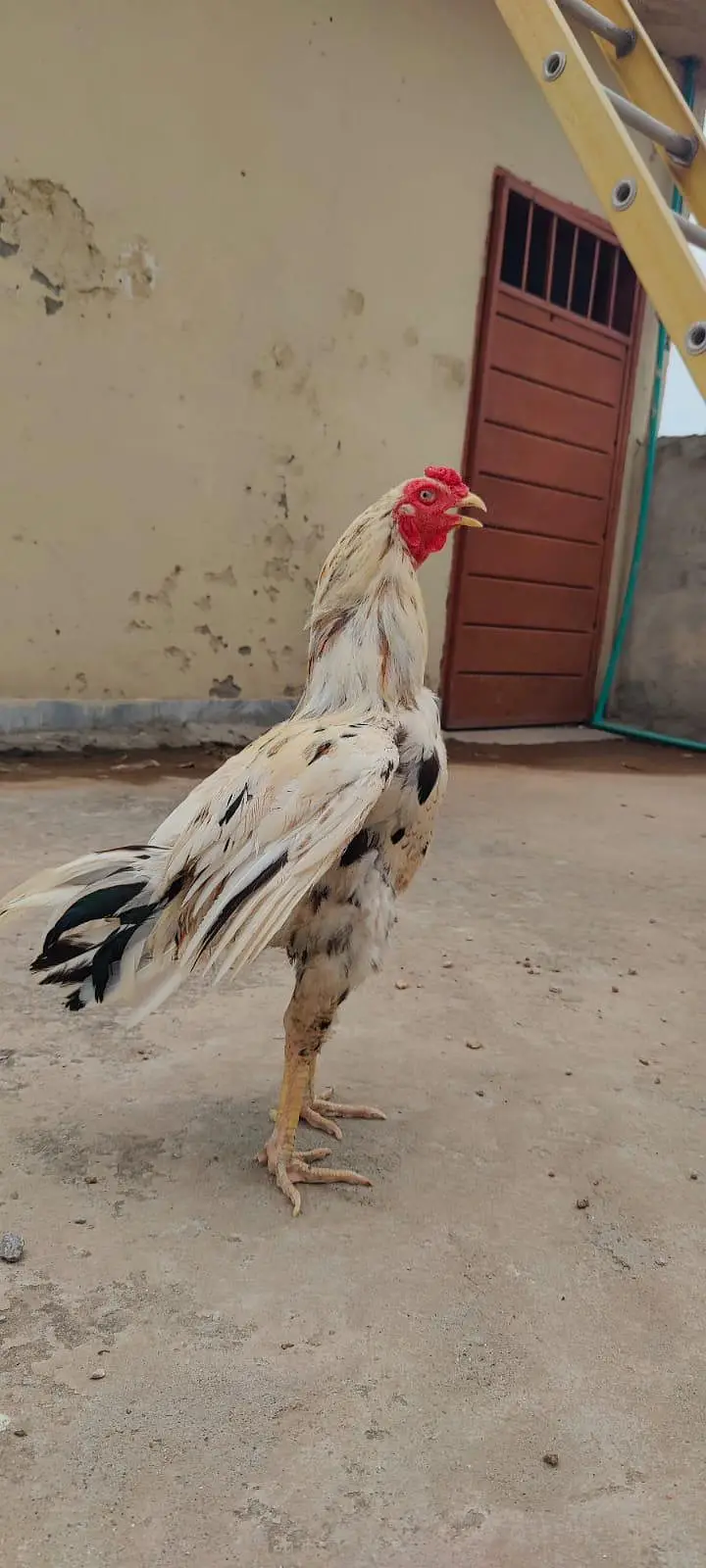 white cheena patha — photo 2