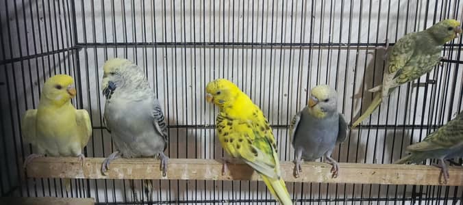 Australian parrot