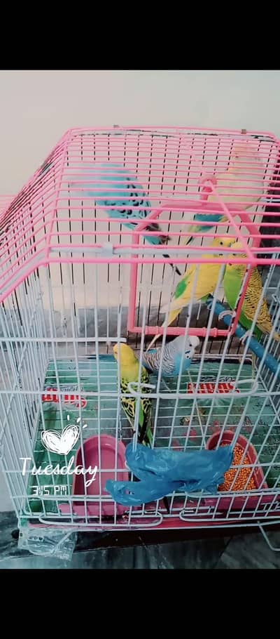 one pair and other 4 male Australian Birds  and a small cage