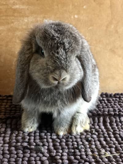 Purebred Holland Lop Bunny Kits Available
