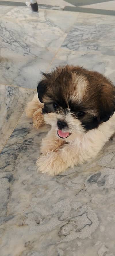 shihtzu
