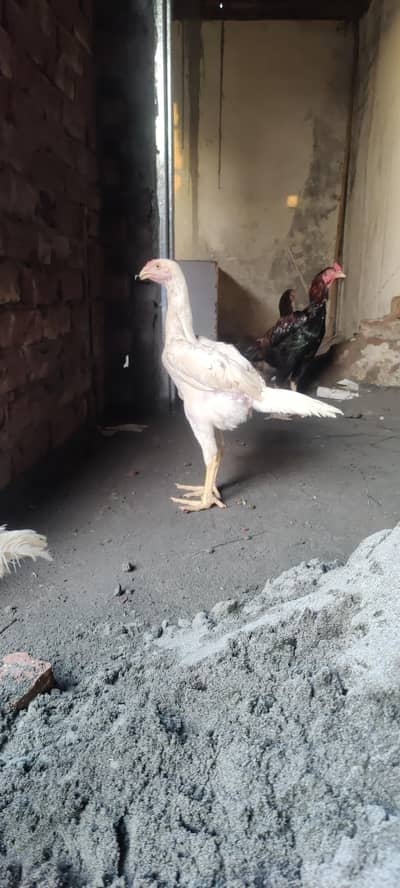 King o shamo white paper   03030343818