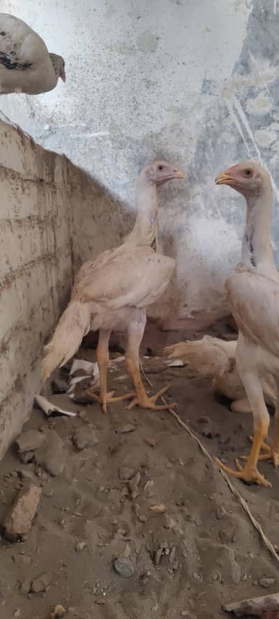 King o shamo white paper   03030343818