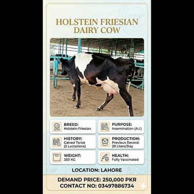 Freisian Cow for Sale | گائے | Australia Imported