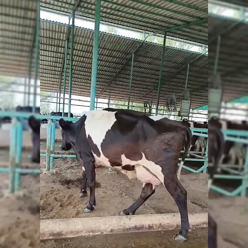 Culled Freisian Cow for Sale | گائے | Australia Imported