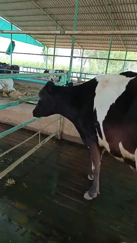 Culled Freisian Cow for Sale | گائے | Australia Imported — photo 2