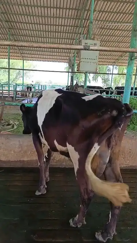 Culled Freisian Cow for Sale | گائے | Australia Imported — photo 3