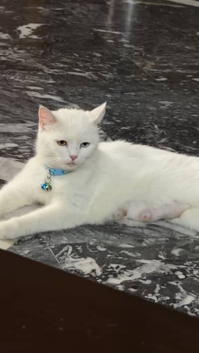 Persian coloured eyes female with four kittens