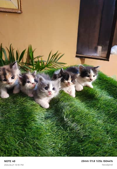 Persian kittens available