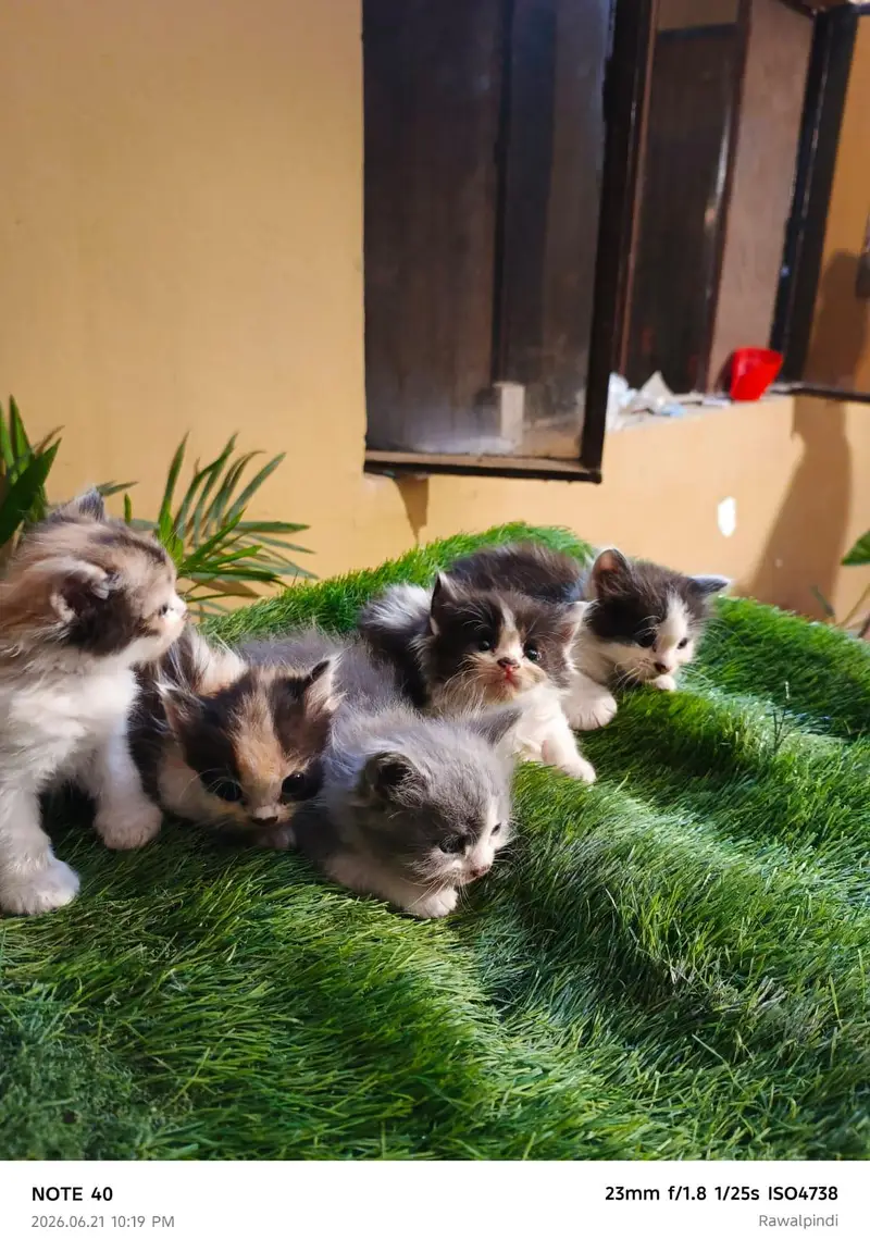 Persian kittens available — photo 3