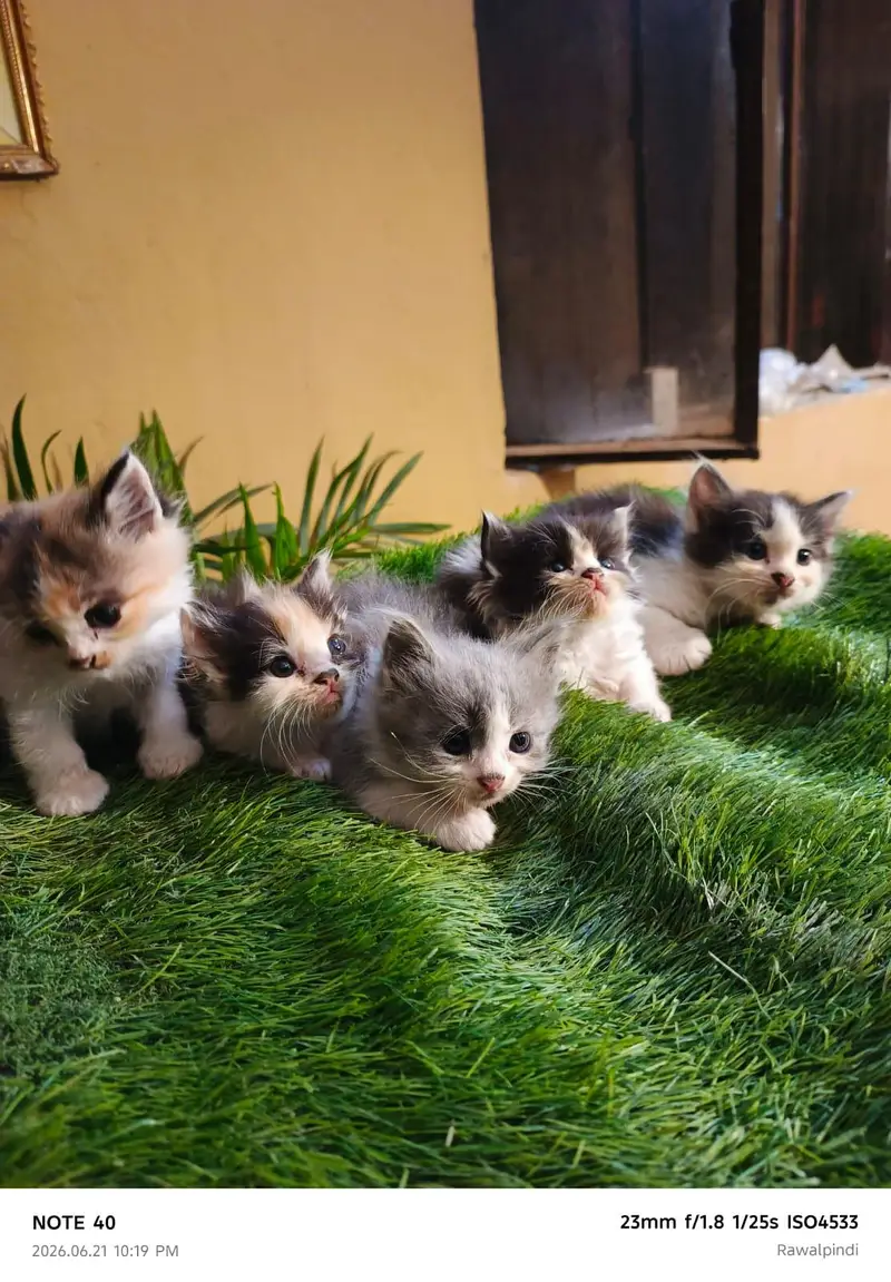 Persian kittens available — photo 4