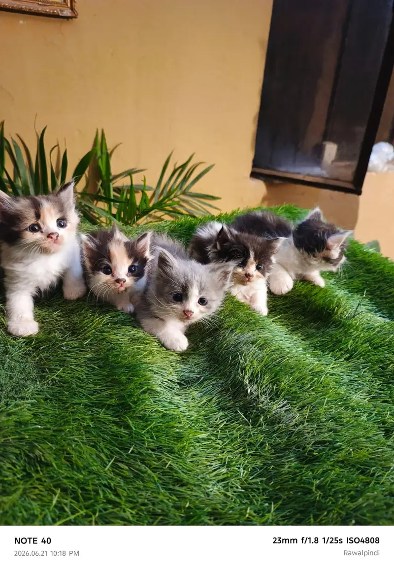 Persian kittens available — photo 5