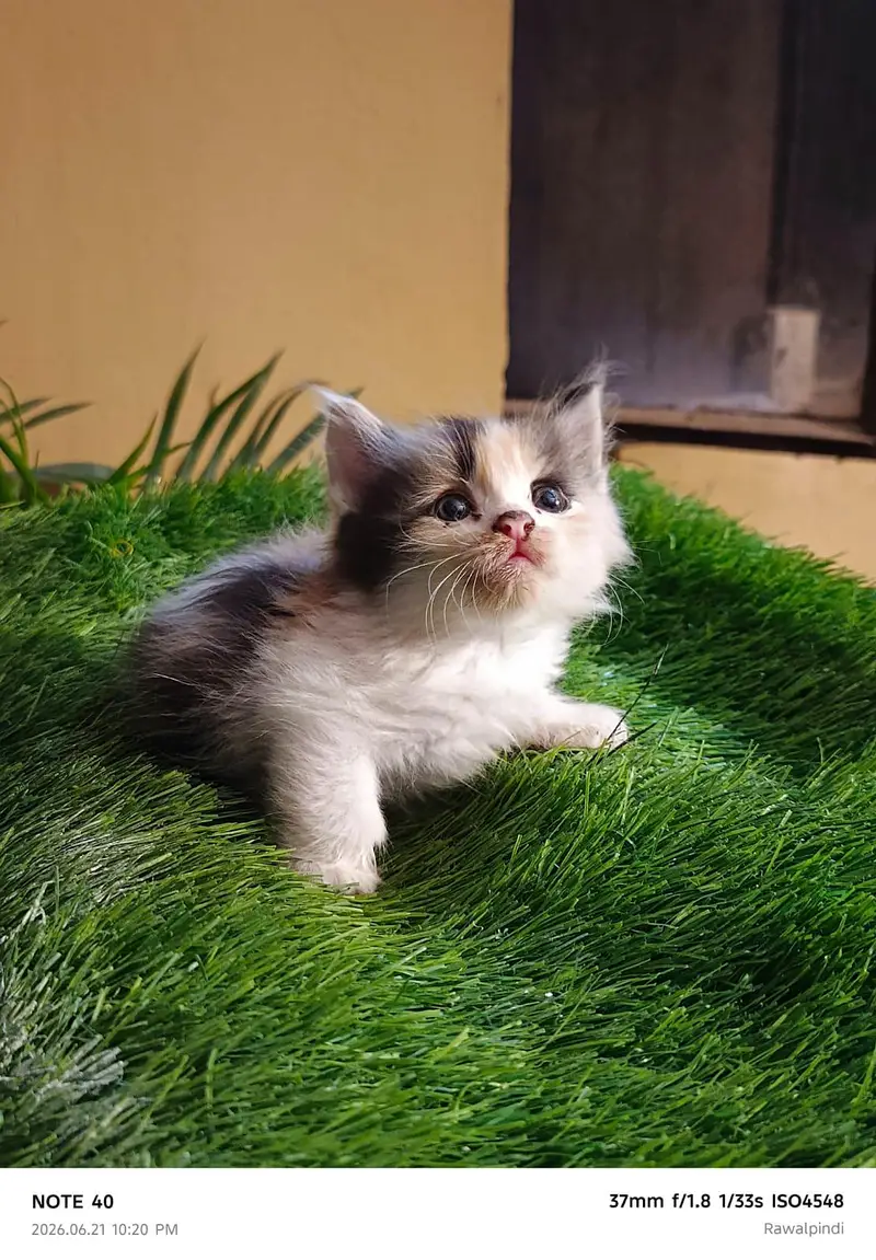 Persian kittens available — photo 6