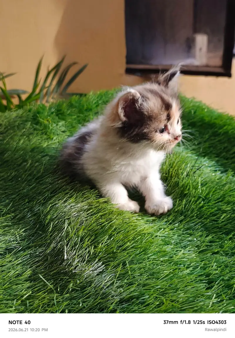Persian kittens available — photo 7