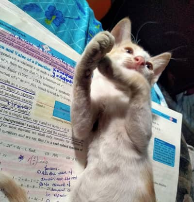 male kitten for adoption