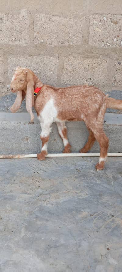 Bakra