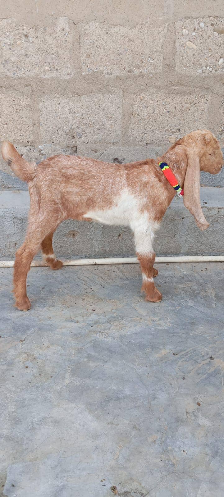 Bakra 1