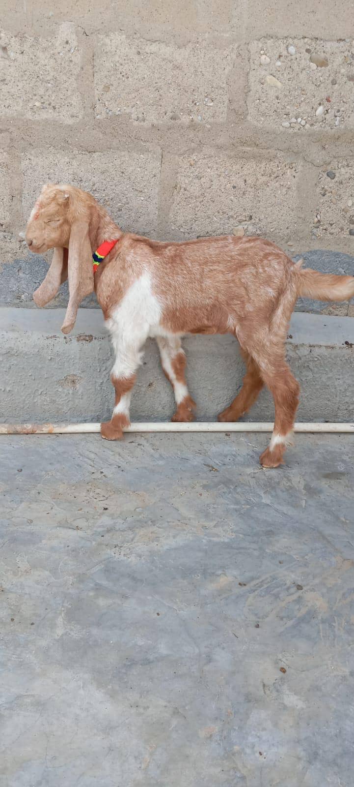 Bakra 2