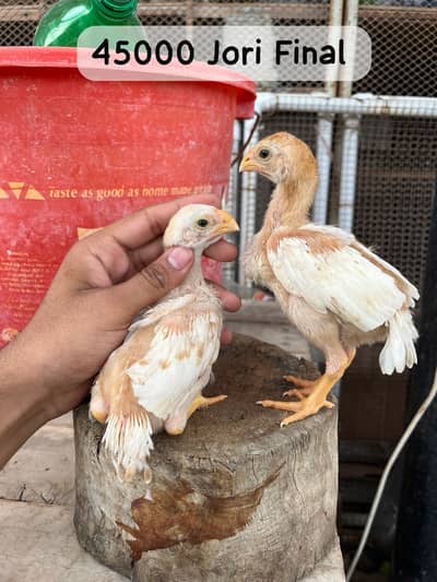 Indian Parrot Beak , Heera , Qandari , Oh Shamo WHITE