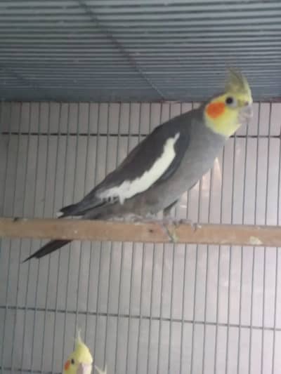 Common white/Gray/Yellow Face/White Face Common Pied Cocktails