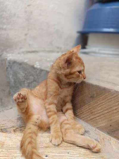 2 Orange/Ginger Kitten – Persian Mix