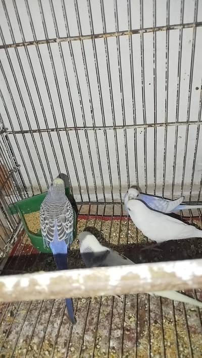 Semi Handtamed Australian Budgies For Sale