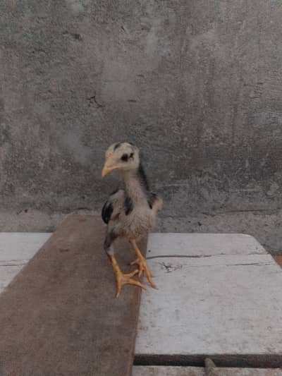 Vietnam chick