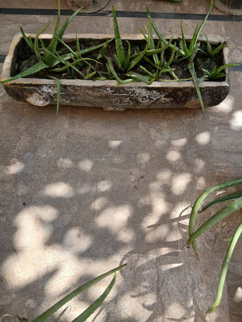 Plants 2