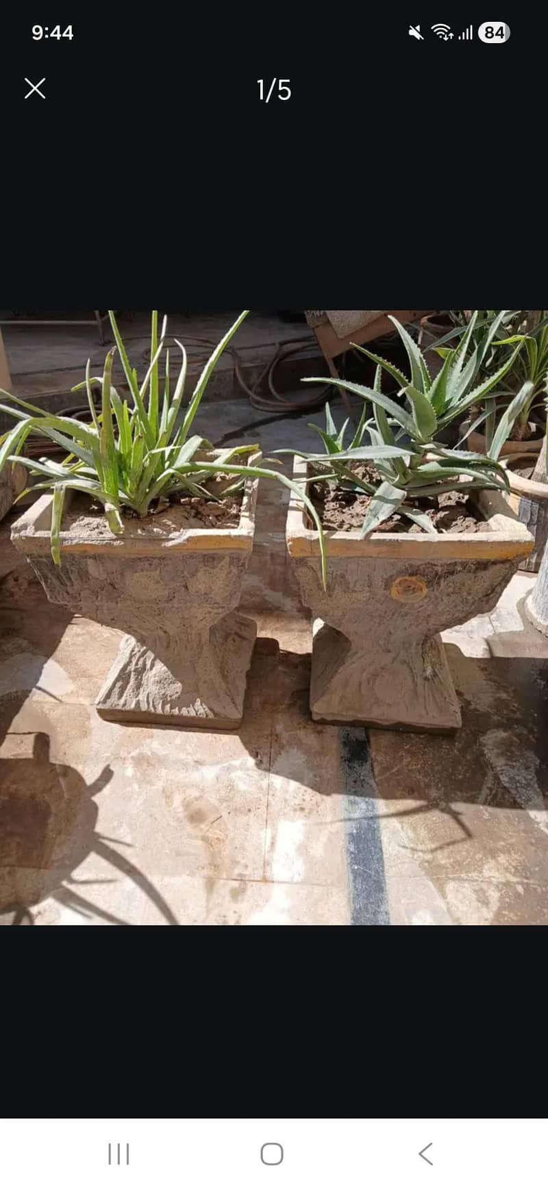 Plants 3