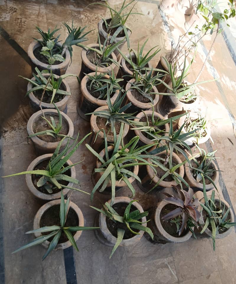 Plants 4