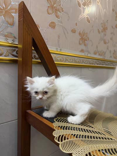 Female kitten for sale